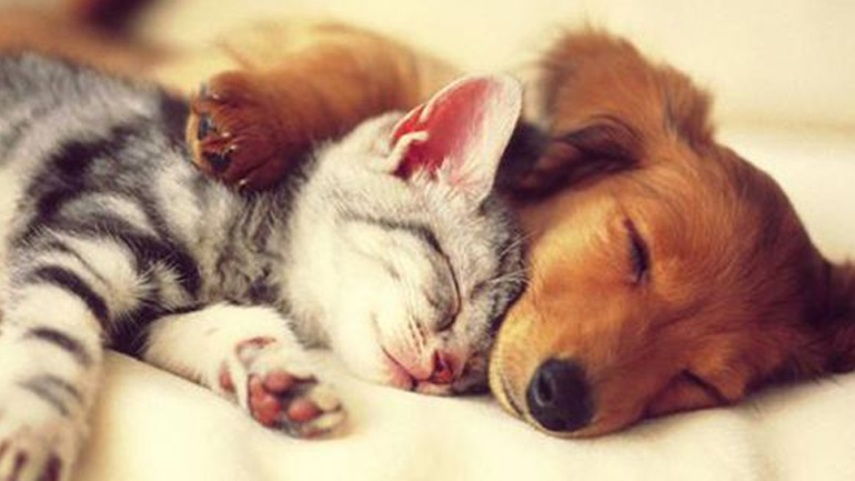 Όταν σκύλος και γάτα ερωτεύονται