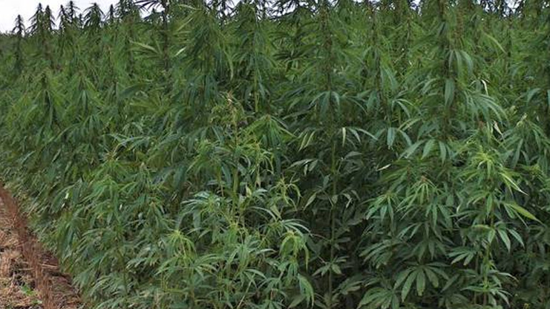 Εντοπισμός 750 δενδρυλλίων κάνναβης σε δάσος της Αιγιάλειας