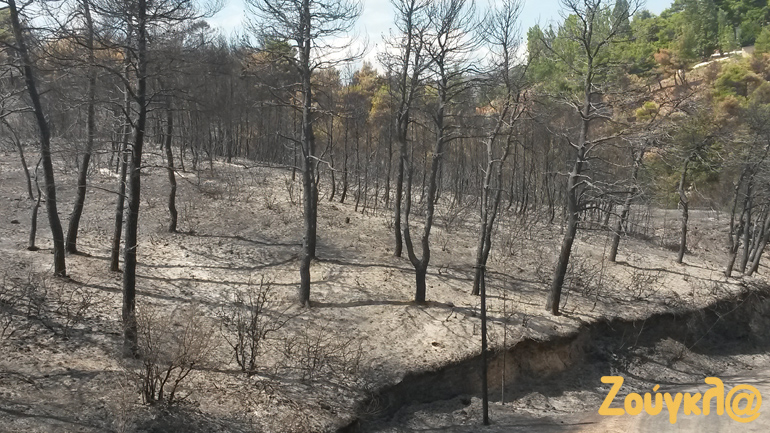 Στάχτη και αποκαΐδια έγινε το δάσος