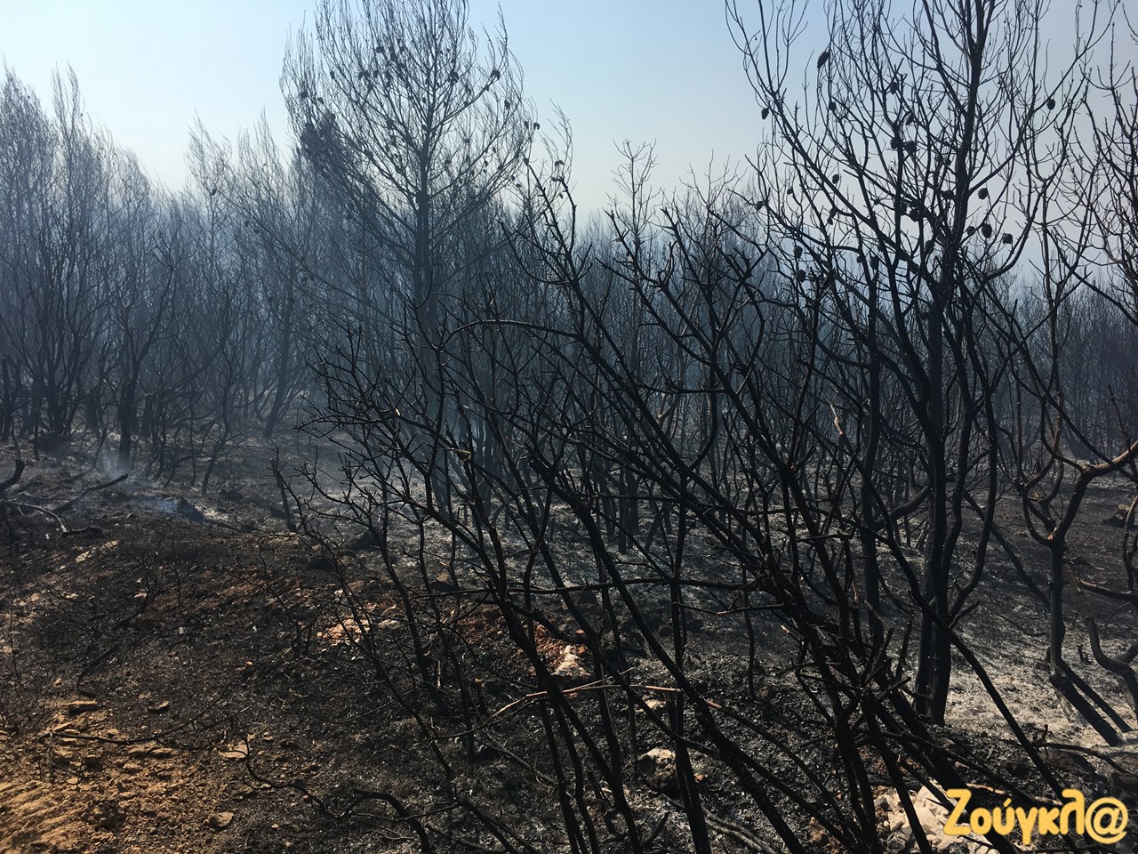Εικόνα από την καταστροφή του δάσους που προκαλεί μόνο θλίψη