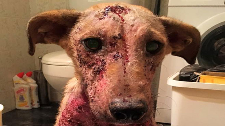 Έκκληση για περίθαλψη και υιοθεσία σκύλου που διασώθηκε μέσα από τις φλόγες της Ανατολικής Αττικής