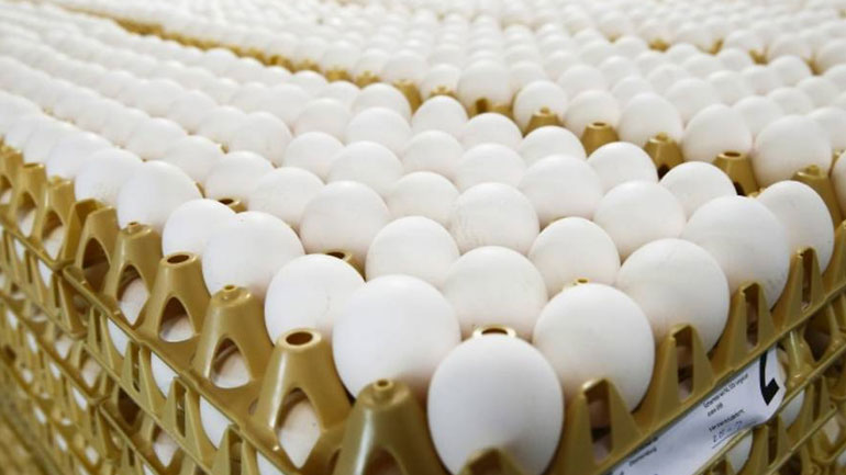 Περισσότερα από 28 εκατομμύρια μολυσμένα αυγά έχουν εισαχθεί στη Γερμανία