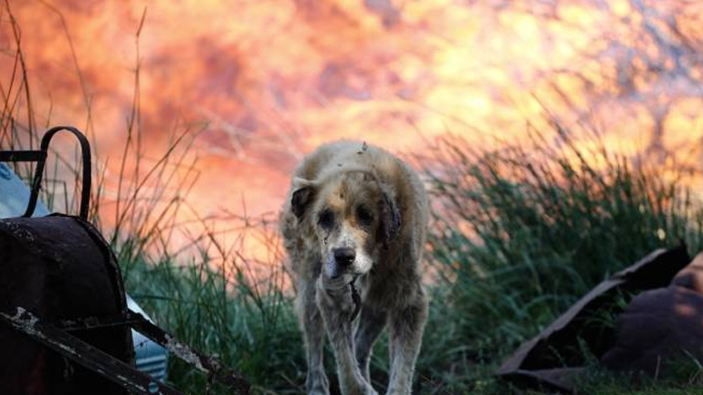 Πολλά τα άγρια ζώα που έχασαν τη ζωή τους ή τραυματίστηκαν στις πυρκαγιές