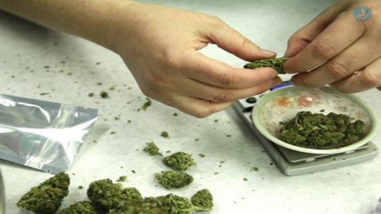 Συλλήψεις για καλλιέργεια κάνναβης