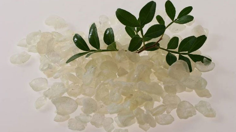 Δημιουργία ερευνητικού κέντρου για τον «θησαυρό της Χίου», τη μαστίχα