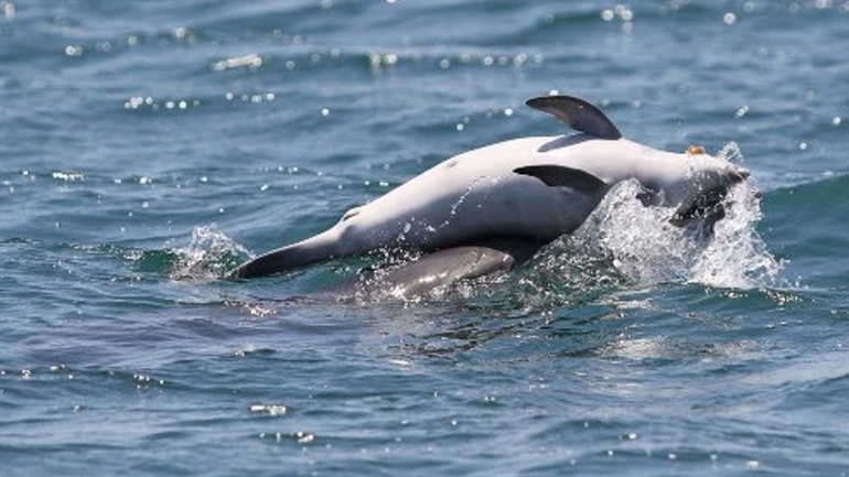 Δελφίνι κουβαλάει το νεκρό μωρό του