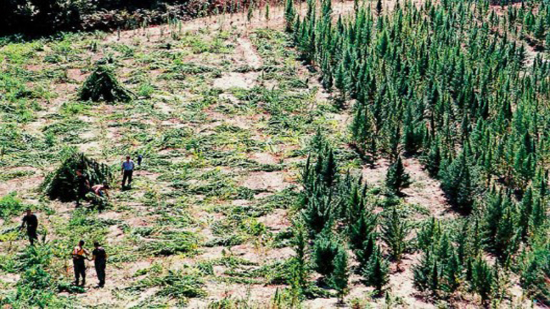 Μεγάλες φυτείες κάνναβης εντοπίστηκαν στην Μεσσηνία