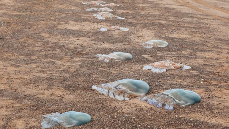 Πάτρα: Έβαλαν τις τσούχτρες σε παράταξη για να τις εκτελέσουν