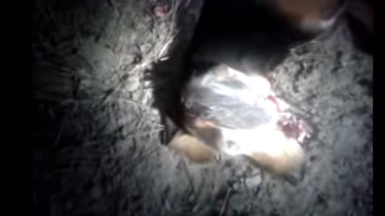 Μεσσηνία: Ιερωμένος σκότωσε τον σκύλο του με καραμπίνα και συνελήφθη