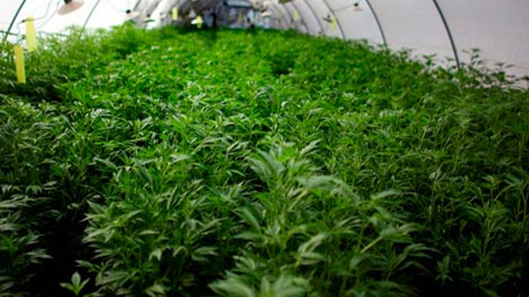 Τρεις συλλήψεις για καλλιέργεια κάνναβης στην Πέλλα