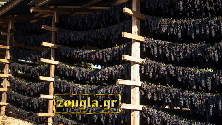 Σταφίδα: Το ελληνικό «μαύρο» χρυσάφι που στερεύει