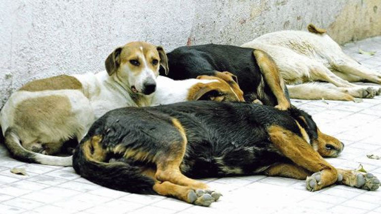 Τα αδέσποτα ζώα περισυλλέγει ο Δήμος Διδυμοτείχου