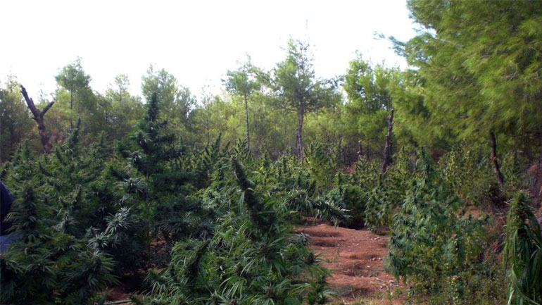 Ηράκλειο: Εντοπίστηκε φυτεία με 40 δενδρύλλια ινδικής κάνναβης