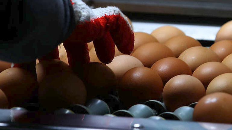 Προληπτική κατάσχεση αβγών στην Ιταλία εξαιτίας του σκανδάλου με εντομοκτόνο