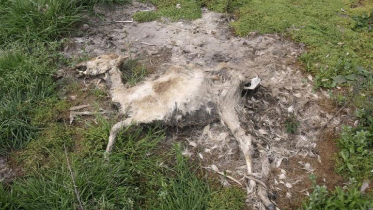 Πάτρα: Συνελήφθη επιχειρηματίας που δημιούργησε ένα πραγματικό κολαστήριο ζώων