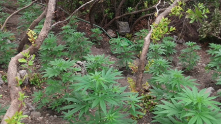 Κρήτη: Καλά κρυμμένη μέσα στο δάσος φυτεία με 1.500 χασισόδεντρα