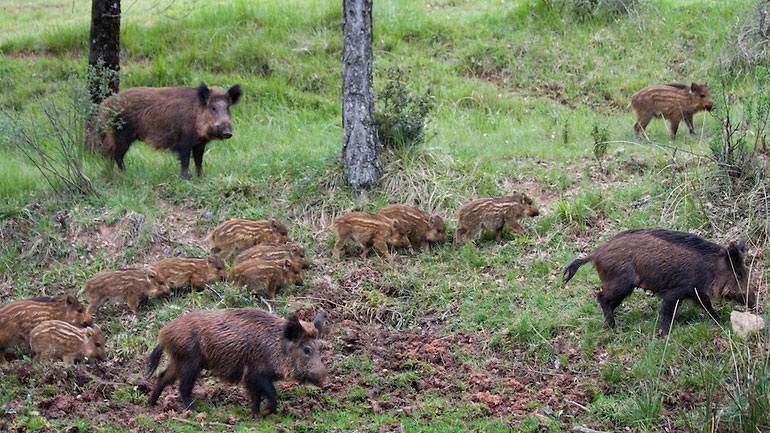 Θεσσαλονίκη: Εισβολή αγριογούρουνων σε αγροτικές καλλιέργειες πέριξ του Σέιχ Σου