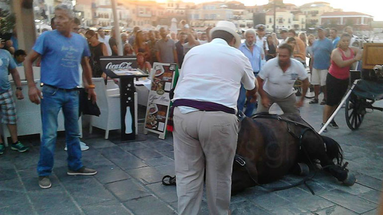 Χανιά: Άλογο κατέρρευσε στο παλιό λιμάνι – Πανικός στους τουρίστες