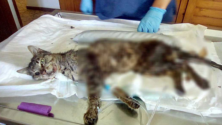 Άγνωστος πυροβόλησε γάτα στο κέντρο της πόλης των Χανίων