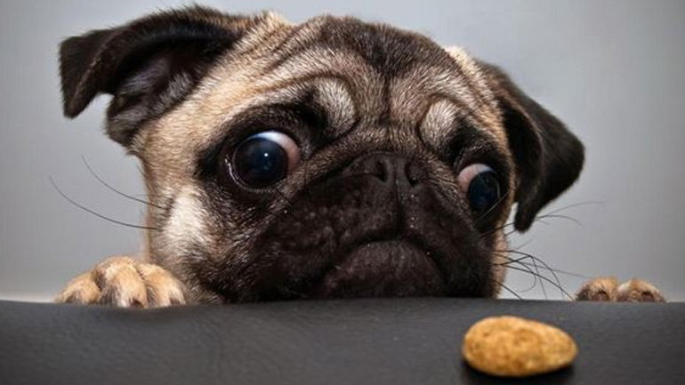 Τι δεν πρέπει να τρώει ένας σκύλος