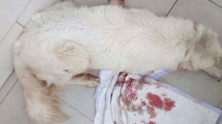 Λαμία: Πυροβόλησαν αδέσποτα εντός κατοικημένης περιοχής