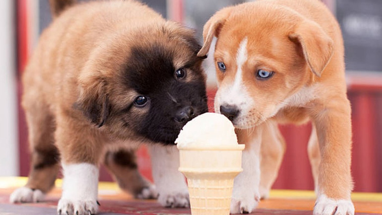 Κυκλοφόρησε και στην Ελλάδα παγωτό για σκύλους από γάλα καρύδας!