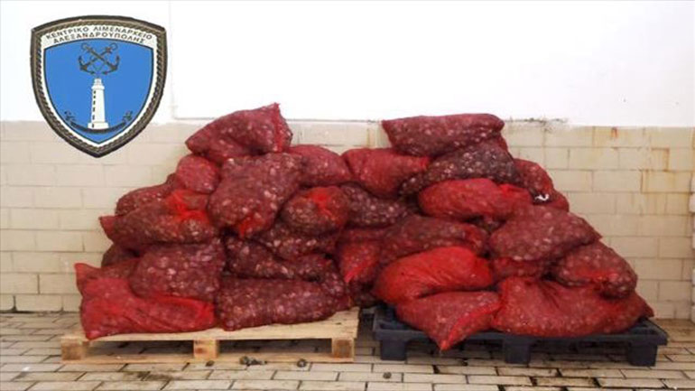 Αλεξανδρούπολη: Κατάσχεση 957 κιλών ακατάλληλων οστράκων