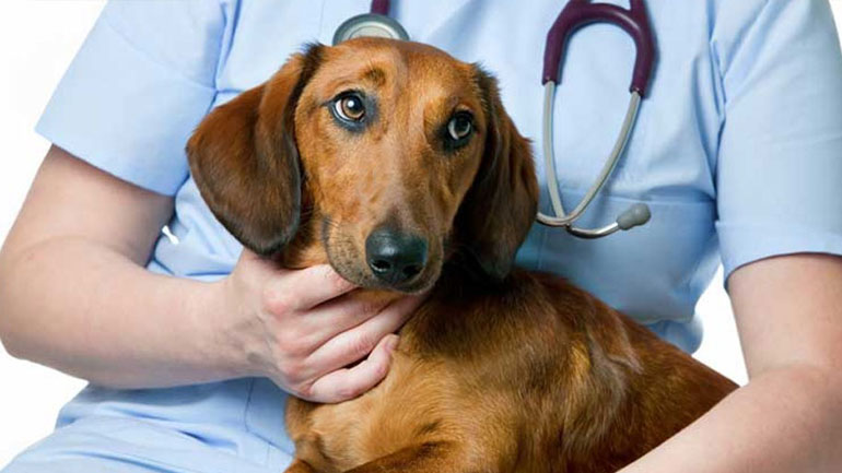 Αν δεις αυτά τα συμπτώματα, τρέξε με τον σκύλο σου στον κτηνίατρο
