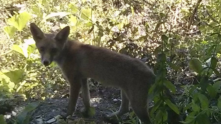 Μοναδικό: Αλεπού επισκέπτεται καθημερινά σπίτι και αναμένει το φαγητό της!