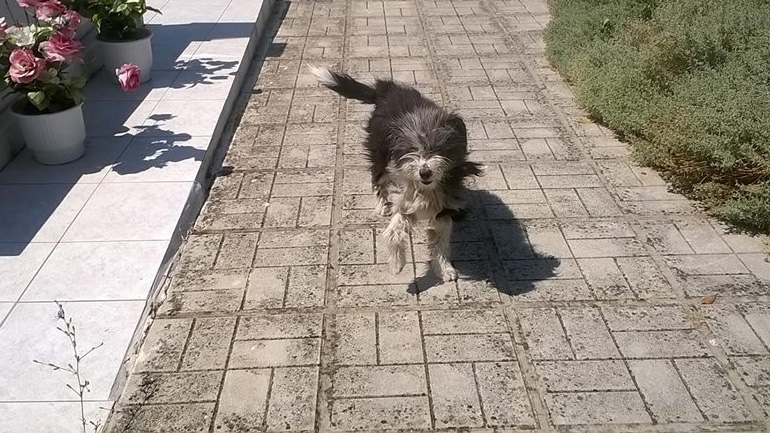 Η ιστορία του «Χάτσικο» των Ιωαννίνων είχε… το καλύτερο τέλος!