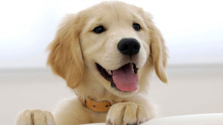 Τι είναι ο τυμπανισμός στον σκύλο