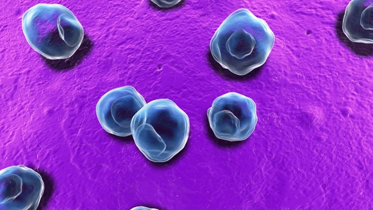 Τα χλαμύδια και το ανθρώπινο ανοσοποιητικό σύστημα Τα χλαμύδια και το ανθρώπινο ανοσοποιητικό σύστημα