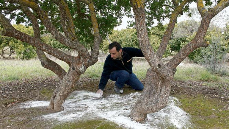 Αλωνίζουν οι «μαστιχοκλέφτες»