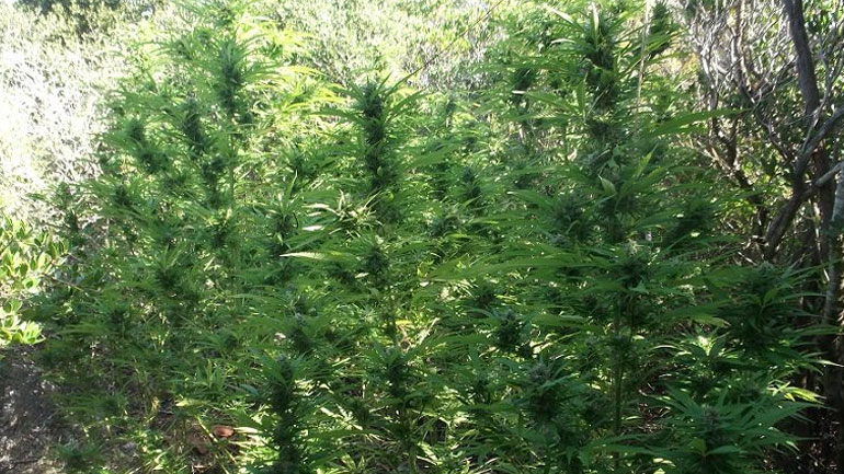 Συλλήψεις για καλλιέργεια κάνναβης στη Μεσσηνία