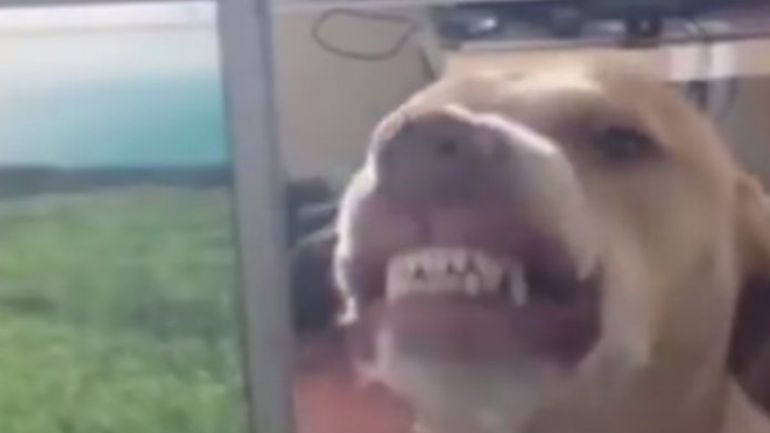 Ο σκύλος που «ρίχνει» το διαδίκτυο με το χαμόγελό του