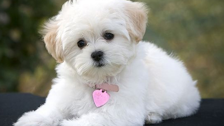 15 Συμβουλές για νέα κουτάβια!