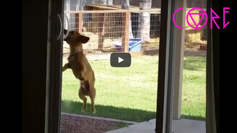 Αποφασισμένος σκύλος καταφέρνει να ανοίξει μια συρόμενη πόρτα