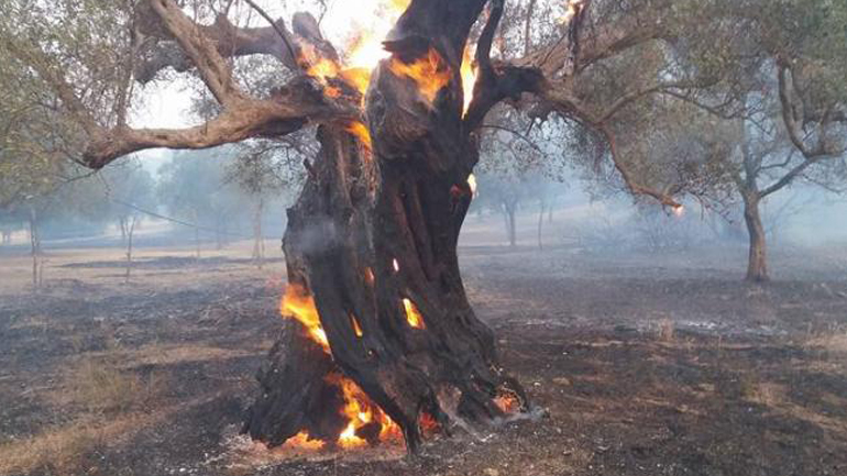 Μαίνεται η πυρκαγιά στη Δυτική Αχαΐα