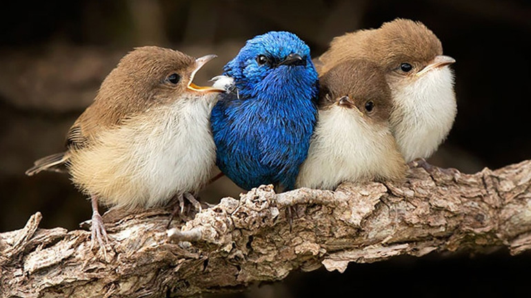 Εντυπωσιακές φωτογραφίες από πουλιά που «αγκαλιάζονται» προκειμένου να ζεσταθούν