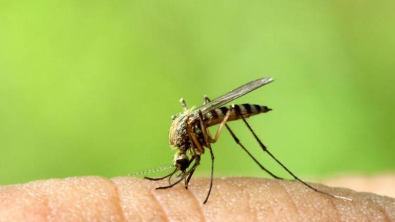Τέσσερις θάνατοι από τον ιό του Δυτικού Νείλου
