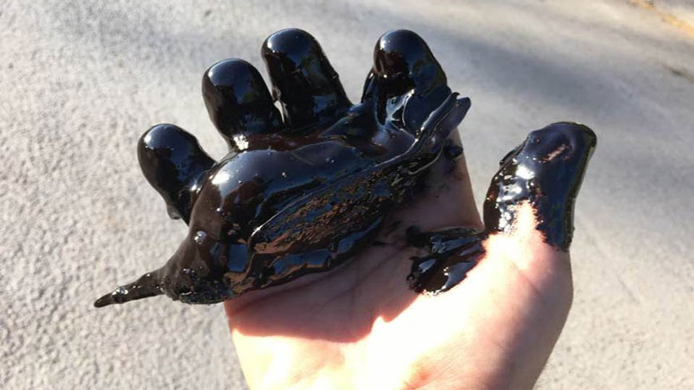 Ανακοίνωση του WWF Ελλάς για τη μόλυνση του Σαρωνικού