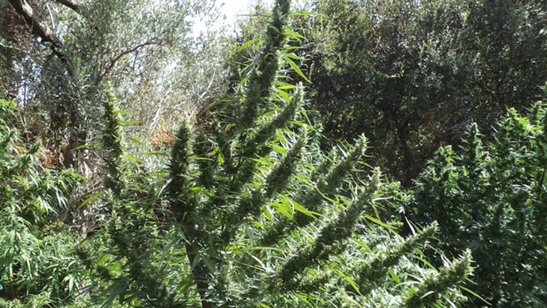 Τρεις φυτείες κάνναβης στον Μυλοπόταμο Ρεθύμνου