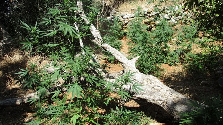 Ρέθυμνο: Συλλήψεις για χασισοφυτείες