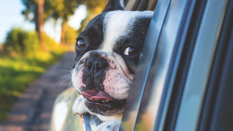 Τι πρέπει να προσέχετε όταν ταξιδεύετε με το κατοικίδιό σας