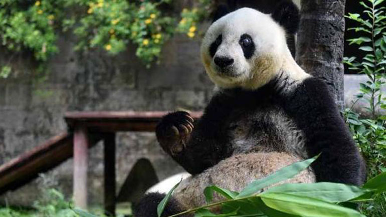 Πέθανε σε ηλικία 37 ετών το γηραιότερο panda του κόσμου