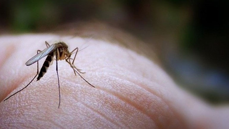 «Συναγερμός» για το δεύτερο κρούσμα ιού του Δ. Νείλου στην Κορινθία