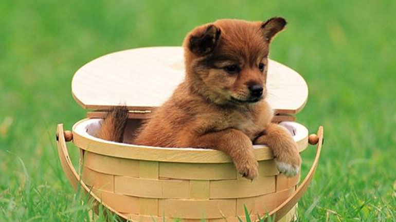 Πώς να επιλέξετε το κατοικίδιο που σας ταιριάζει