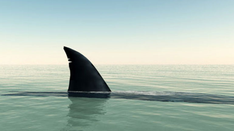 Απίστευτο: Άνδρας προσπαθεί να σώσει καρχαρία