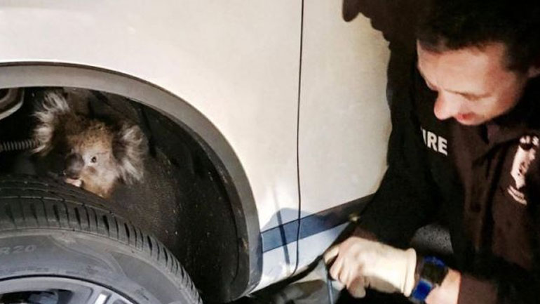 Αυστραλία: Κοάλα ταξίδεψε για 16 χλμ. κρεμασμένο στον άξονα αυτοκινήτου