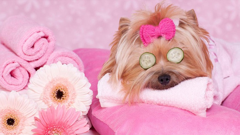 Πώς να κάνεις μπάνιο τον σκύλο σου